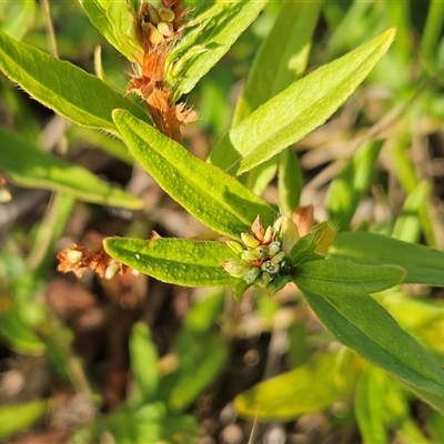 Persicaria prostrata (Creeping Knotweed) at Weetangera, ACT - 21 Jan 2025 by sangio7