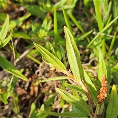 Persicaria prostrata at Weetangera, ACT - 21 Jan 2025 08:08 AM