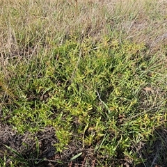 Persicaria prostrata at Weetangera, ACT - 21 Jan 2025 08:08 AM