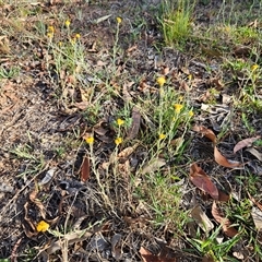 Chrysocephalum apiculatum (Common Everlasting) at Weetangera, ACT - 21 Jan 2025 by sangio7