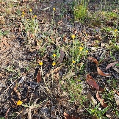 Chrysocephalum apiculatum (Common Everlasting) at Weetangera, ACT - 21 Jan 2025 by sangio7