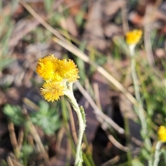 Chrysocephalum apiculatum at Weetangera, ACT - 21 Jan 2025