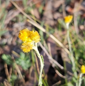 Chrysocephalum apiculatum at Weetangera, ACT - 21 Jan 2025 08:11 AM