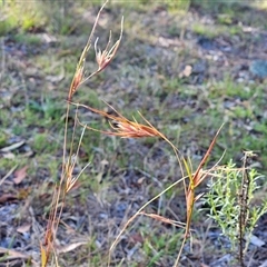 Themeda triandra (Kangaroo Grass) at Weetangera, ACT - 21 Jan 2025 by sangio7