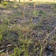 Themeda triandra at Weetangera, ACT - 21 Jan 2025