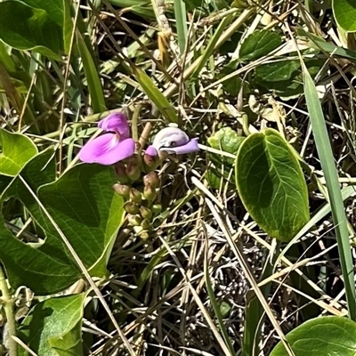 Canavalia rosea (Coastal Jack Bean) at Byron Bay, NSW - 21 Jan 2025 by lbradley