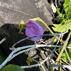 Canavalia rosea at Byron Bay, NSW - 21 Jan 2025