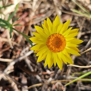 Xerochrysum viscosum at Weetangera, ACT - 21 Jan 2025 08:22 AM