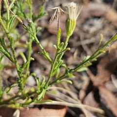 Vittadinia cuneata var. cuneata (Fuzzy New Holland Daisy) at Weetangera, ACT - 20 Jan 2025 by sangio7