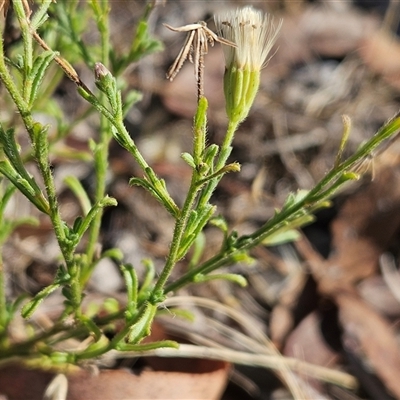 Vittadinia cuneata var. cuneata (Fuzzy New Holland Daisy) at Weetangera, ACT - 20 Jan 2025 by sangio7