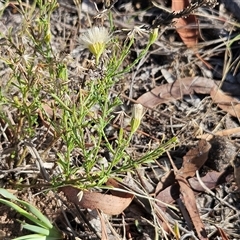 Vittadinia cuneata var. cuneata at Weetangera, ACT - 21 Jan 2025