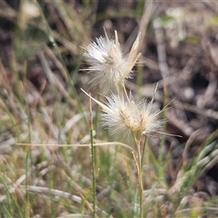 Rytidosperma sp. (Wallaby Grass) at Weetangera, ACT - 20 Jan 2025 by sangio7