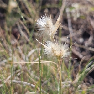 Rytidosperma sp. (Wallaby Grass) at Weetangera, ACT by sangio7