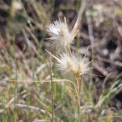 Rytidosperma sp. (Wallaby Grass) at Weetangera, ACT - 20 Jan 2025 by sangio7