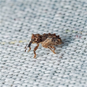 Orthorhinus klugii (Vine weevil) at Harrison, ACT by DPRees125