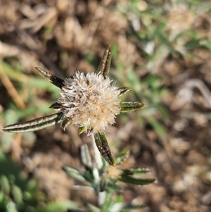 Euchiton sphaericus (star cudweed) at Weetangera, ACT by sangio7