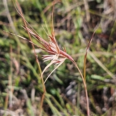 Themeda triandra (Kangaroo Grass) at Weetangera, ACT - 21 Jan 2025 by sangio7