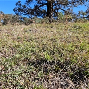 Themeda triandra at Weetangera, ACT - 21 Jan 2025