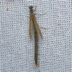 Atractocerus sp. (genus) at Harrison, ACT - 21 Jan 2025