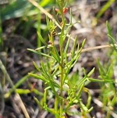 Haloragis heterophylla (Variable Raspwort) at Weetangera, ACT - 20 Jan 2025 by sangio7