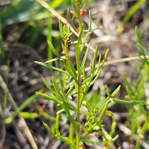 Haloragis heterophylla (Variable Raspwort) at Weetangera, ACT by sangio7