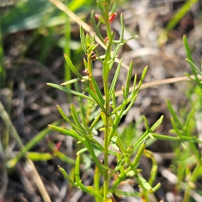 Haloragis heterophylla (Variable Raspwort) at Weetangera, ACT - 20 Jan 2025 by sangio7