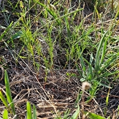 Haloragis heterophylla at Weetangera, ACT - 21 Jan 2025 09:39 AM