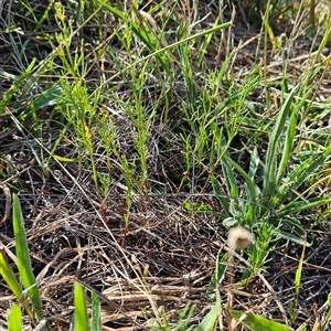 Haloragis heterophylla at Weetangera, ACT - 21 Jan 2025 09:39 AM