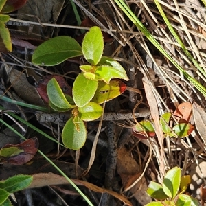 Viburnum tinus at Weetangera, ACT - 21 Jan 2025 10:49 AM