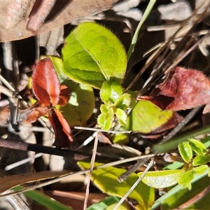 Viburnum tinus at Weetangera, ACT - 21 Jan 2025