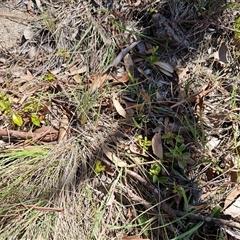 Viburnum tinus at Weetangera, ACT - 21 Jan 2025 10:49 AM