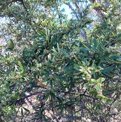 Pyracantha angustifolia (Firethorn, Orange Firethorn) at Watson, ACT - 16 Jan 2025 by waltraud