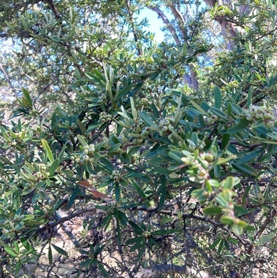 Pyracantha angustifolia (Firethorn, Orange Firethorn) at Watson, ACT - 17 Jan 2025 by waltraud