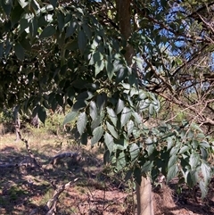 Celtis australis (Nettle Tree) at Kenny, ACT - 17 Jan 2025 by waltraud