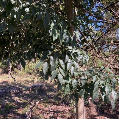 Celtis australis (Nettle Tree) at Kenny, ACT - 16 Jan 2025 by waltraud