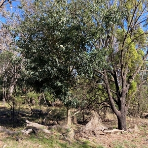 Celtis australis at Kenny, ACT - 17 Jan 2025