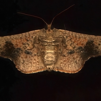 Aglaopus centiginosa (Dark-fringed Leaf Moth) at Ainslie, ACT - 21 Jan 2025 by jb2602