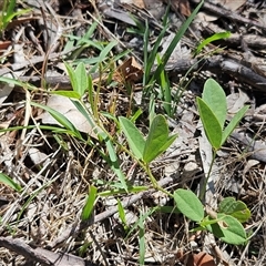 Glycine tabacina (Variable Glycine) at Weetangera, ACT - 21 Jan 2025 by sangio7