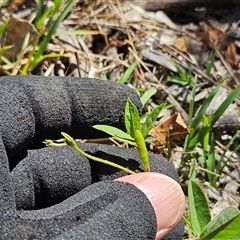 Glycine tabacina at Weetangera, ACT - 21 Jan 2025 11:28 AM