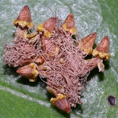 Unidentified Other fungus at Acton, ACT - 21 Jan 2025 by TimL