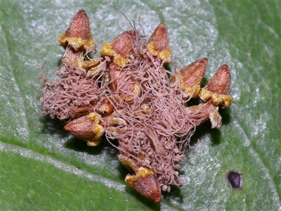 Unidentified Other fungus at Acton, ACT - 21 Jan 2025 by TimL