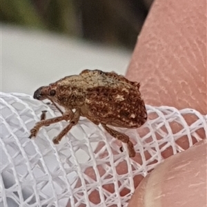 Oxyops sp. (genus) at Wanniassa, ACT - 22 Jan 2025