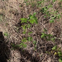 Rubus anglocandicans (Blackberry) at Watson, ACT - 16 Jan 2025 by waltraud