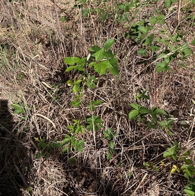 Rubus anglocandicans (Blackberry) at Watson, ACT - 17 Jan 2025 by waltraud