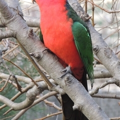 Alisterus scapularis (Australian King-Parrot) at Conder, ACT - 2 Jul 2015 by MichaelBedingfield