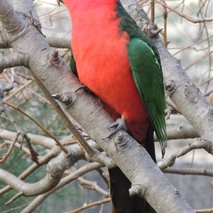 Alisterus scapularis (Australian King-Parrot) at Conder, ACT by MichaelBedingfield