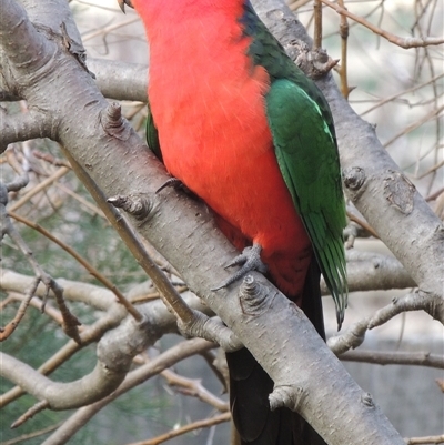 Alisterus scapularis (Australian King-Parrot) at Conder, ACT - 2 Jul 2015 by MichaelBedingfield