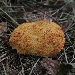 Unidentified Slime Mould at Conder, ACT - 25 Jan 2024 by MichaelBedingfield