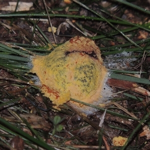 Fuligo septica (Scrambled egg slime) at Conder, ACT by MichaelBedingfield