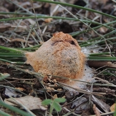 Unidentified Slime Mould at Conder, ACT - 25 Jan 2024 by MichaelBedingfield